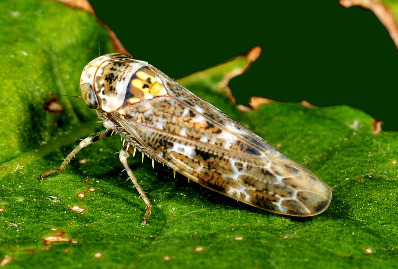 Cicadellidae da det.